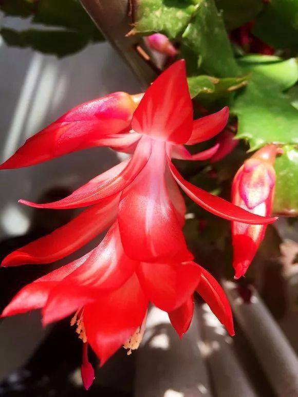 晒图家里的红色蟹爪兰开花了喜庆又娇艳