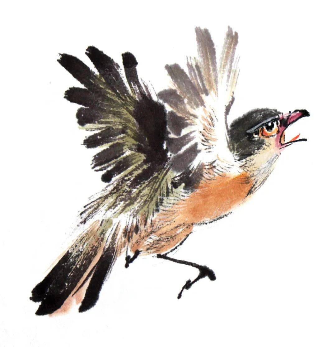 写意禽鸟的局部画法(赶紧收藏)绝佳素材!_昙花