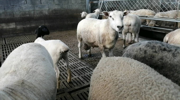 这是只夏洛莱大公羊