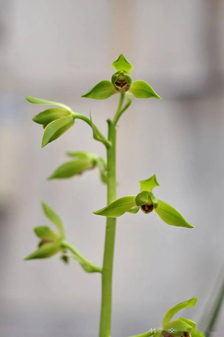 翠丰(灵巧仙)惊艳开品--只为了那份情愫