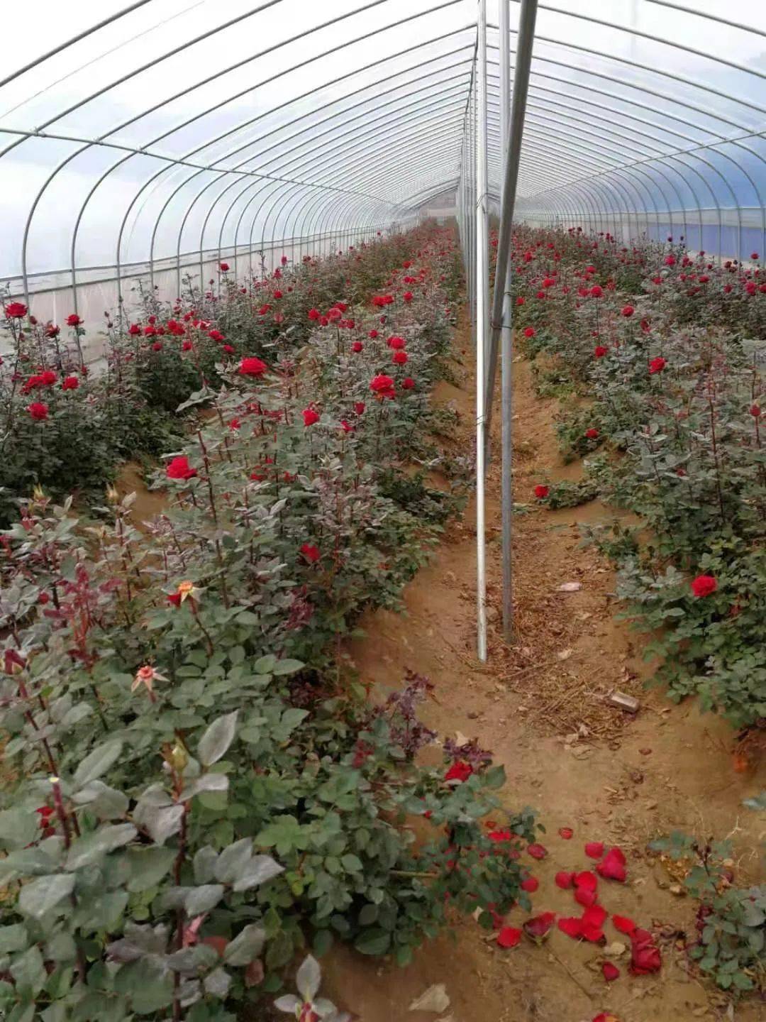 【展扶贫成效】上郊村:玫瑰花开幸福来