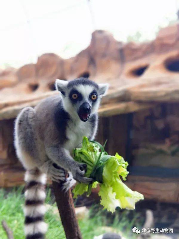 动物的超级感官——舌头