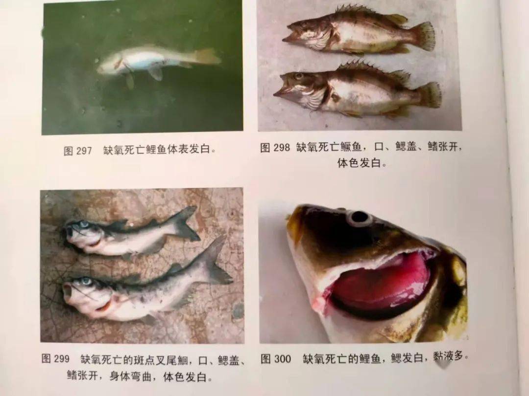 許多魚病都具有其特殊症狀,如出血病,打印病,水黴病等,它與魚受到汙染