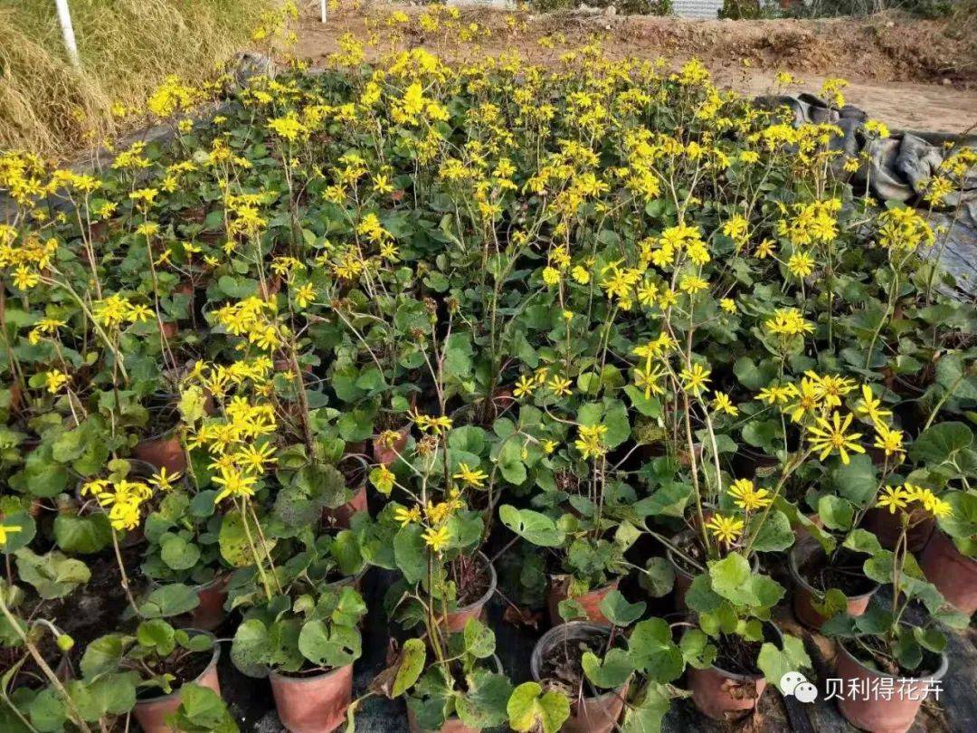 冬季可用花境,花坛植物参考