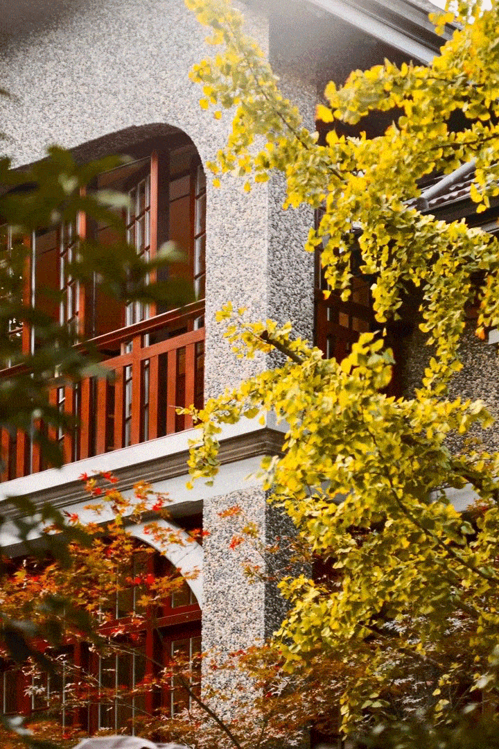 落叶不扫思南路听脚下的梧桐落叶是时光深处的沙沙回音