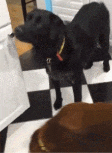 黑狗震惊的表情包图片