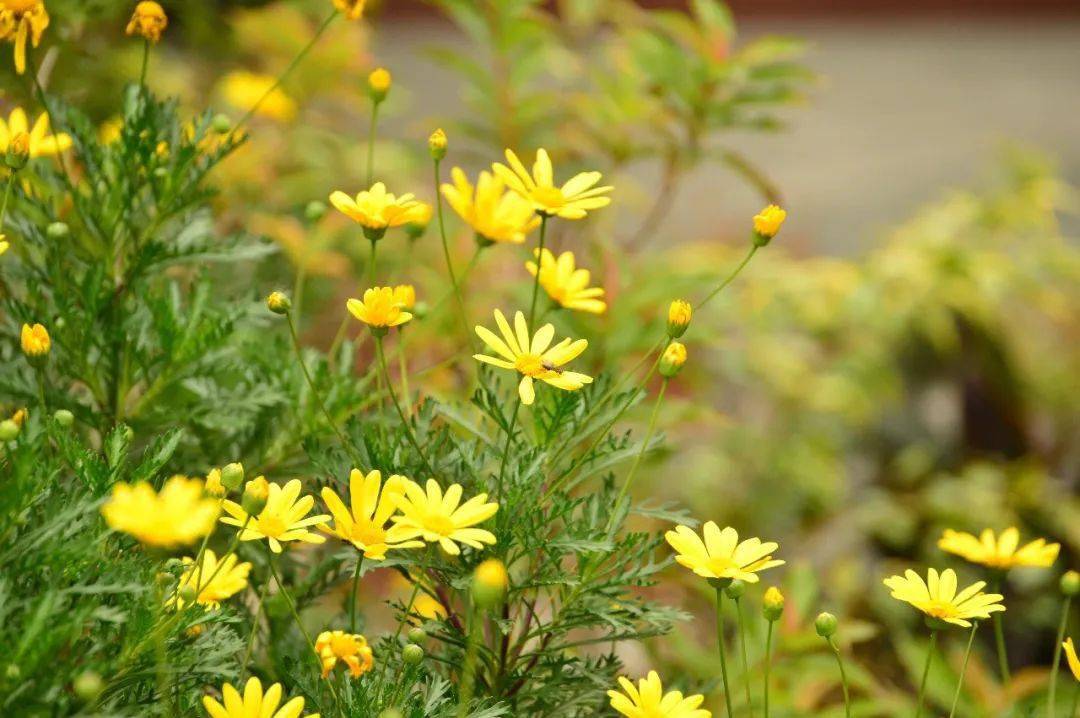 太美了!虹口这些公园秋色醉人心~_乌桕