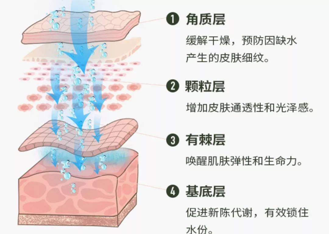 2pm的纳米粒子,可穿透肌肤直达基底层,改善皮肤干燥.