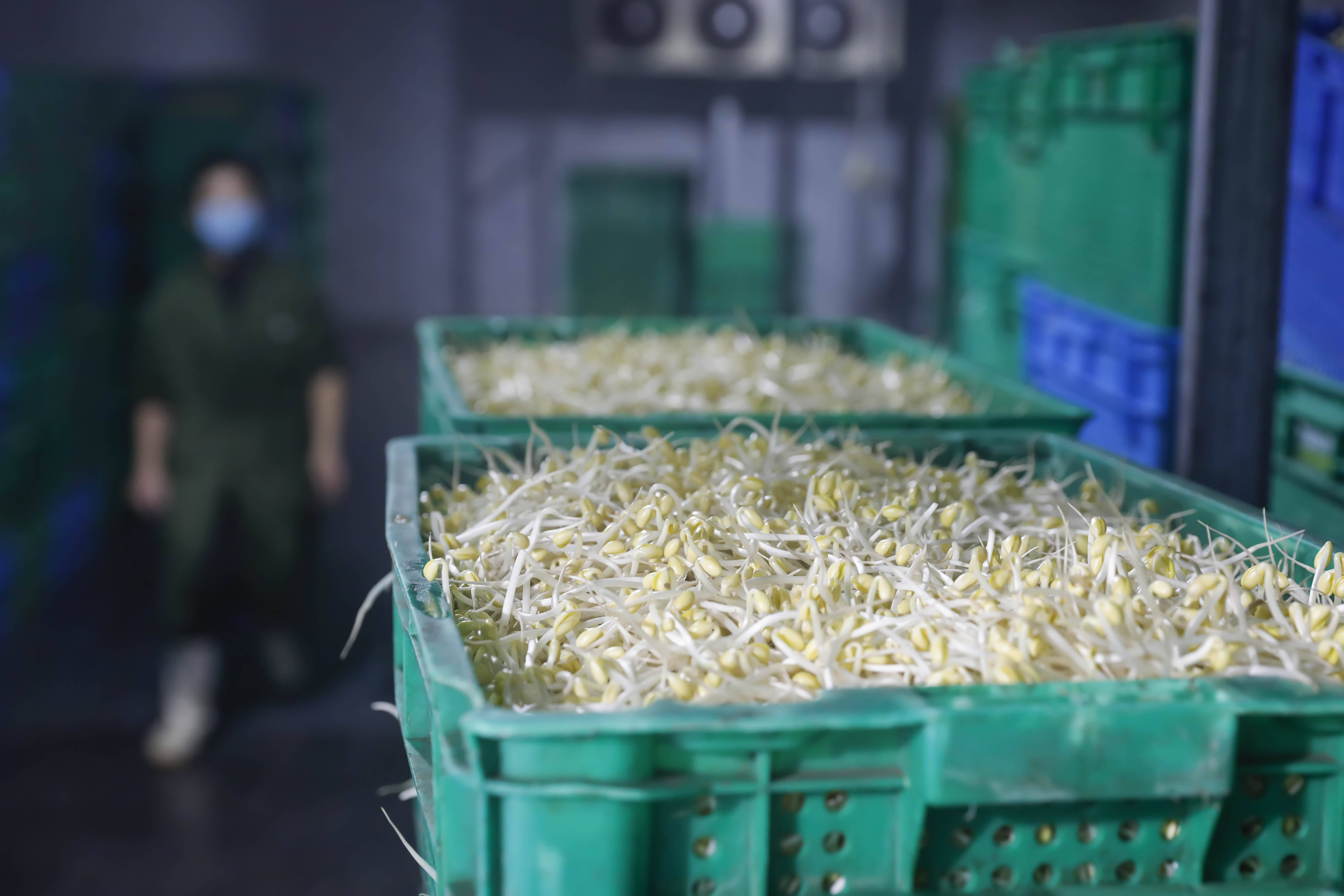 河南宝丰工厂化生产豆芽助农增收