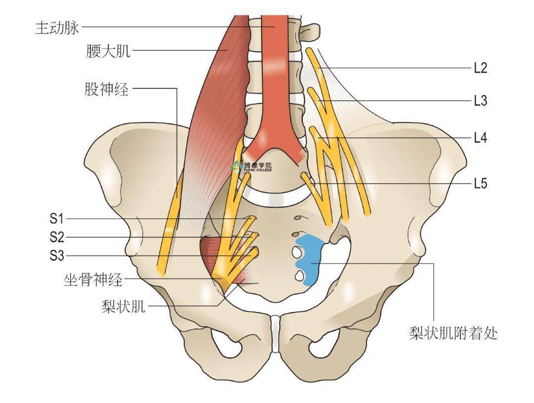 股神经分布图图片