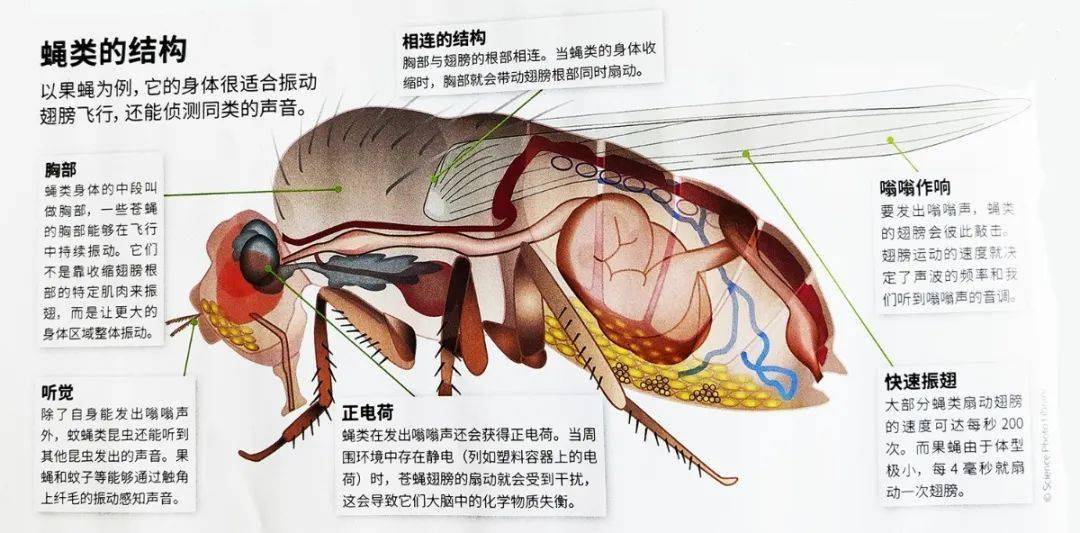 苍蝇内脏图片