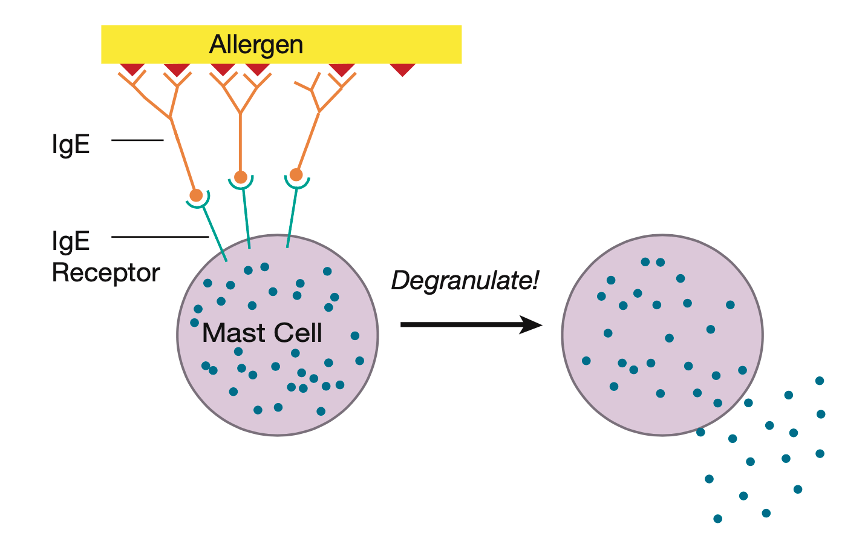 当肥大细胞遇到寄生虫时,ige抗体可以使肥大细胞脱颗粒,从而杀死寄生