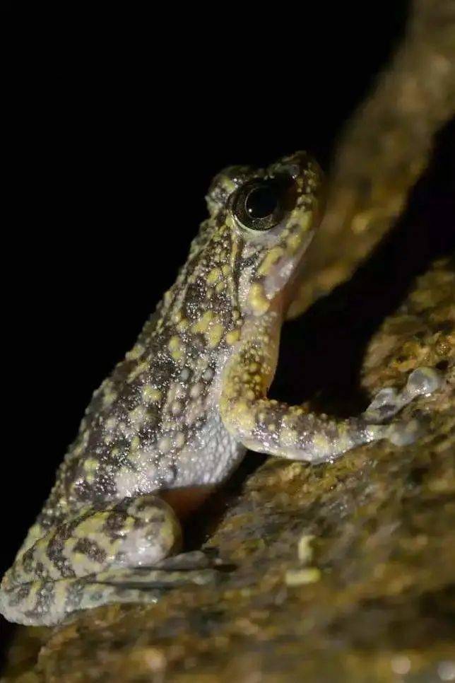 中国森林氧吧德化九仙山邀你一起,去呼吸,去撒野!_脊椎动物