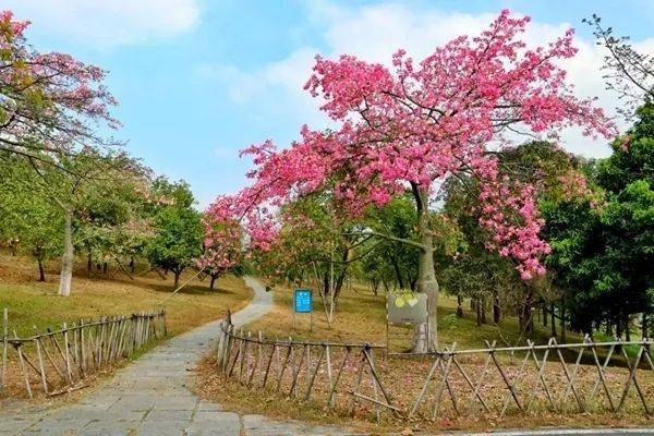 松山湖花海下壩坊華為歐洲小鎮