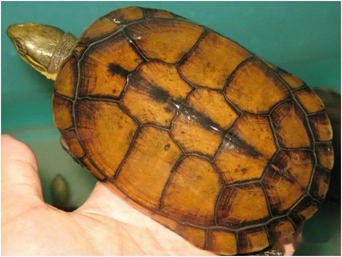 一入喉门深似海论黄喉品相之颜色纹路篇