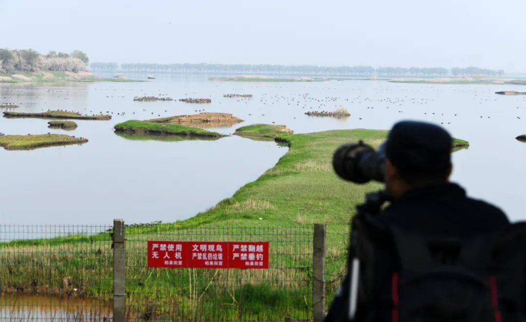 冬季到武汉来看鸟五大观鸟地赏万鸟齐飞
