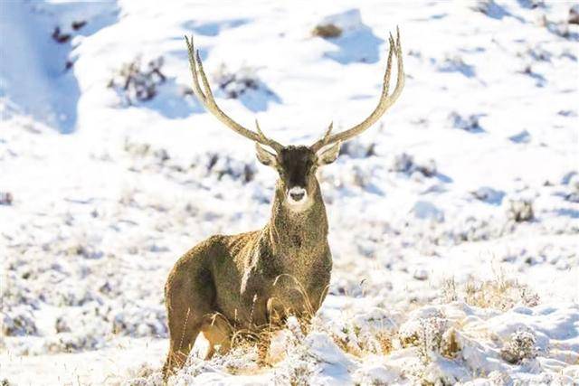 12月4日,雪后的祁连山国家公园又看到了国家一级珍稀濒危物种白唇鹿