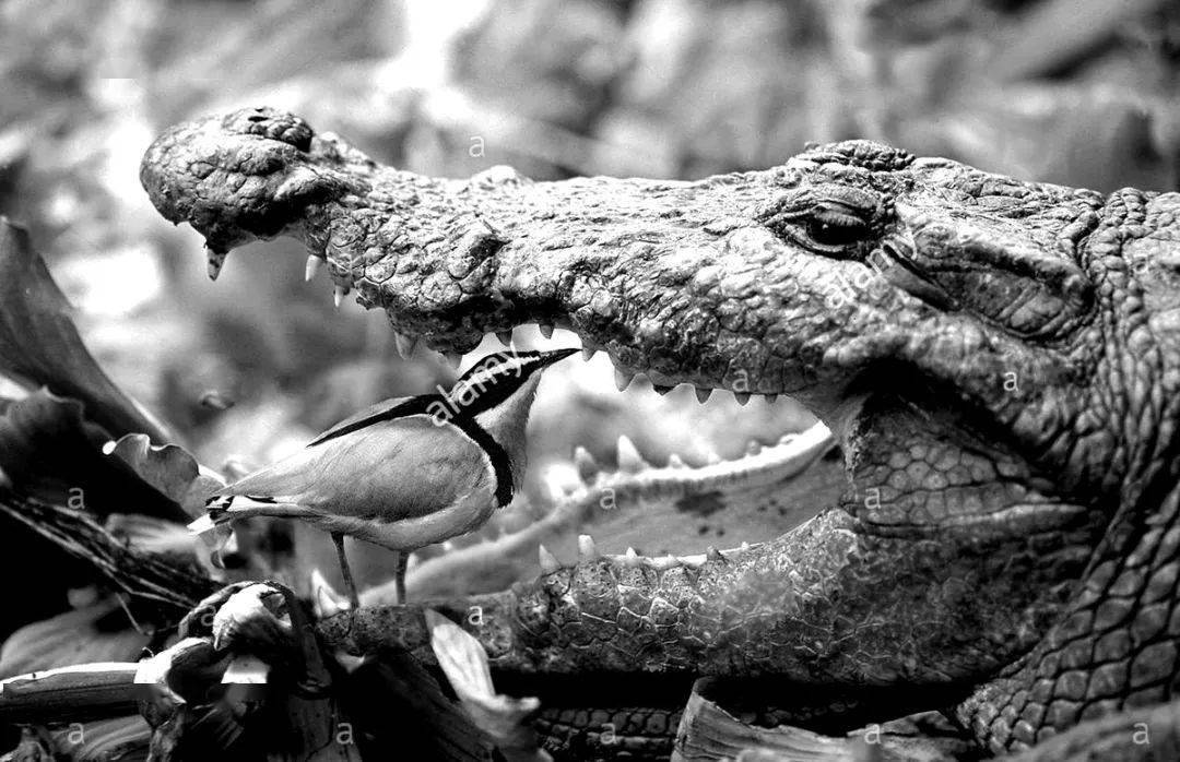 受到自然界的启发,这只鸟有时被称为鳄鱼鸟,因为它与鳄鱼共生.