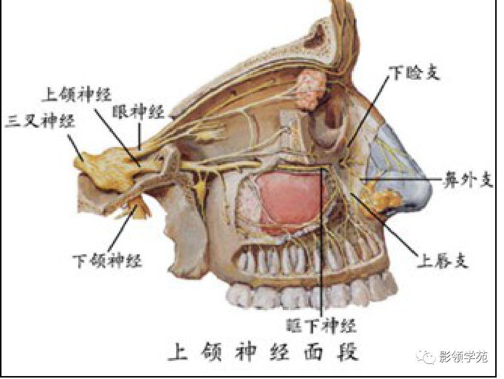 三叉神经影像解剖位置图片