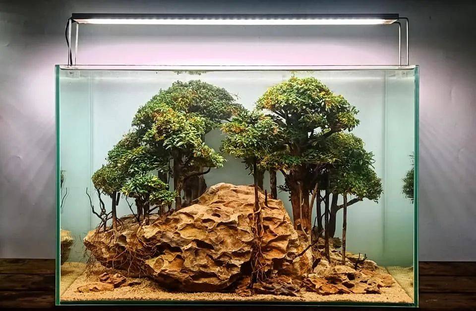 全网样式最多的莫斯树造景