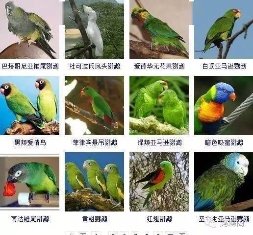 鹦鹉的种类及图片大全图片