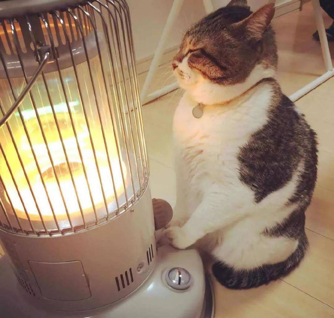 当猫咪尾巴着火时._取暖器