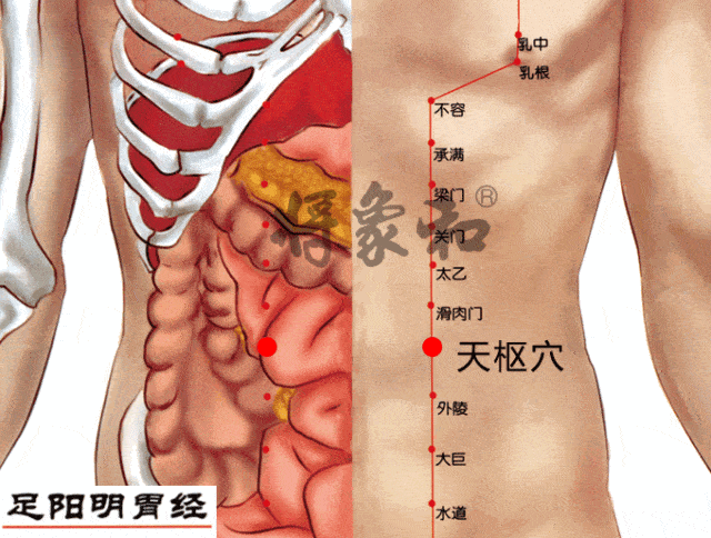 足阳明胃经动态循行图图片