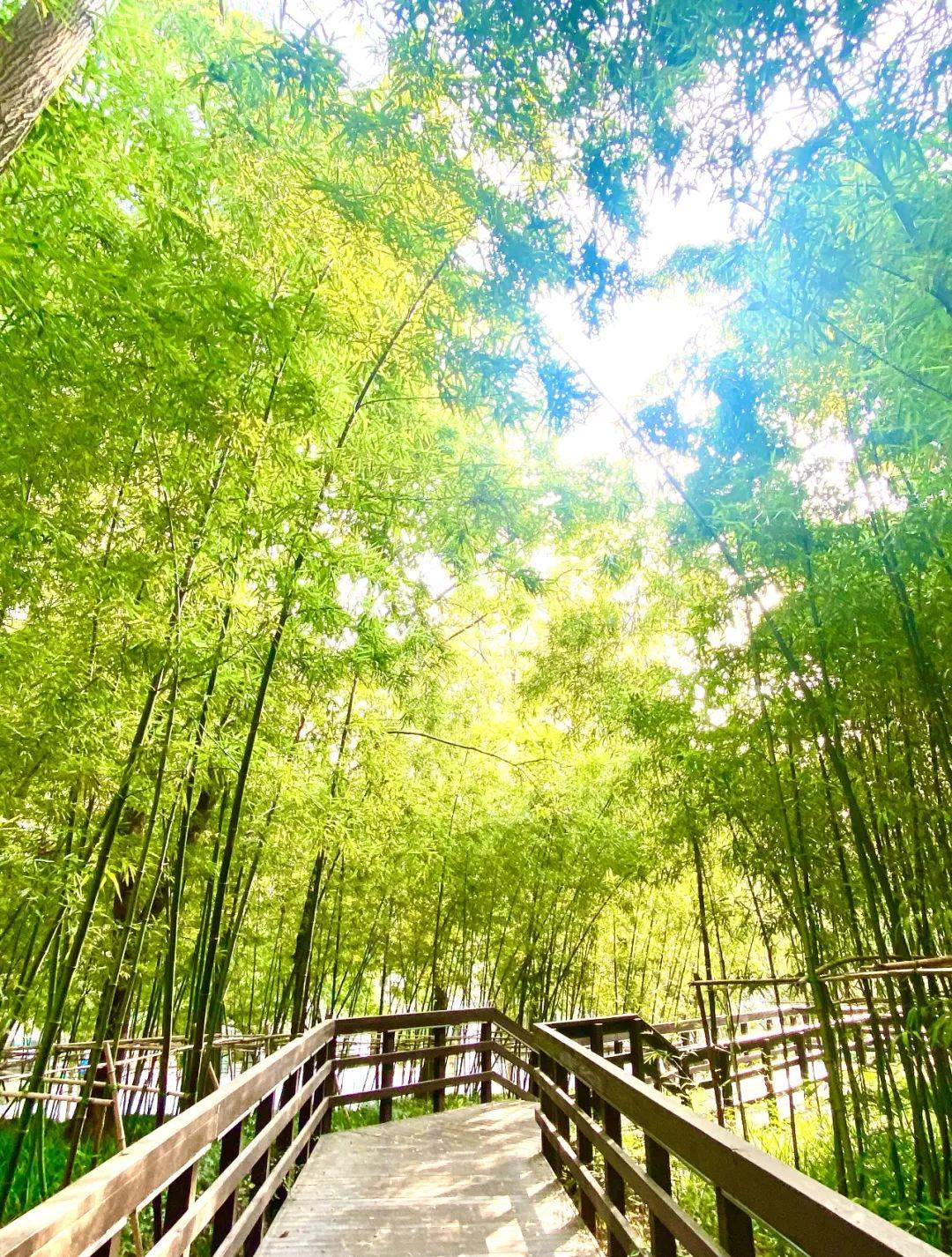 华山路上这片"城市绿肺",正是五彩斑斓时!_绿地