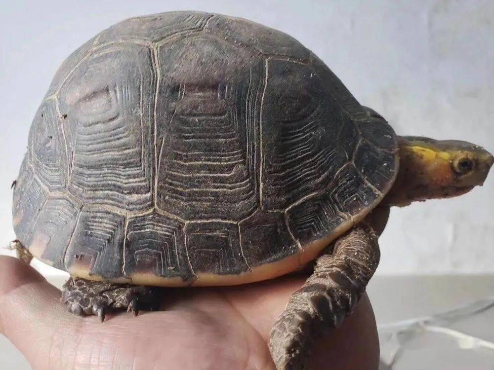 黄缘体型赏析燕瘦环肥各有态颜骨赵姿招人爱