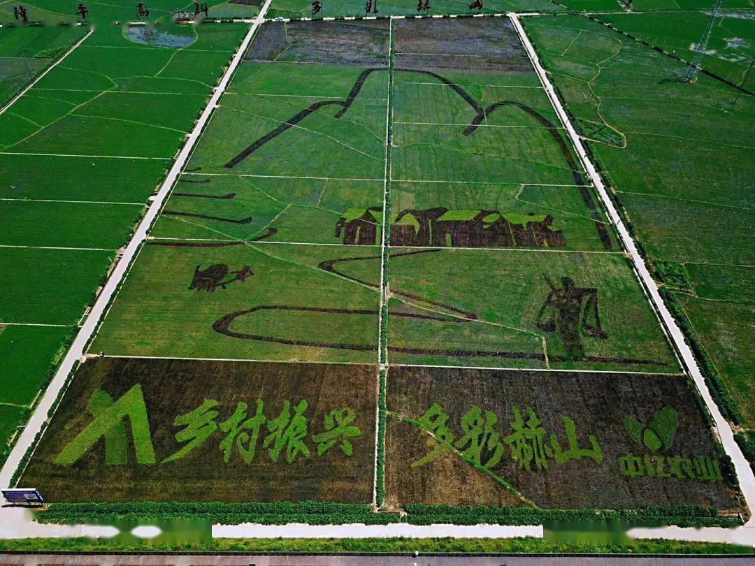 益阳市赫山区晚稻田间图湖南日报报道大学生巡堤队事迹no.