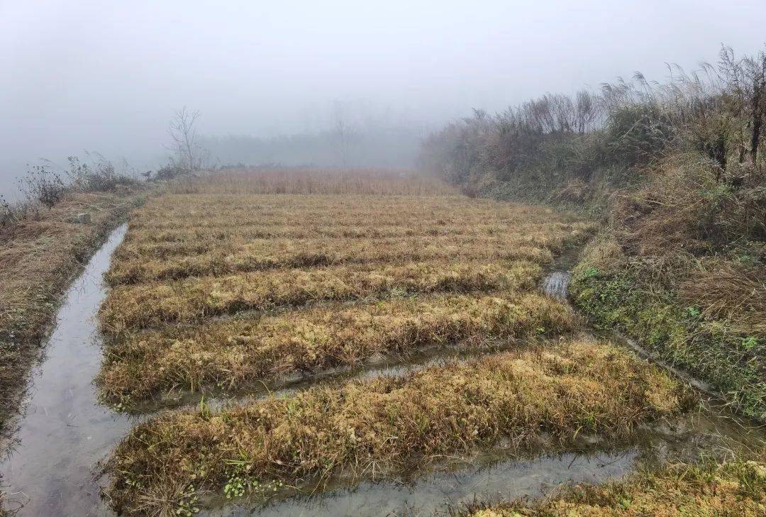 【邊遠村產業發展】風裡雨裡,海花草在擺耳村等你_手機搜狐網