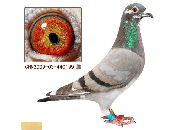 无处不在的胡本鸽系其源头竟是