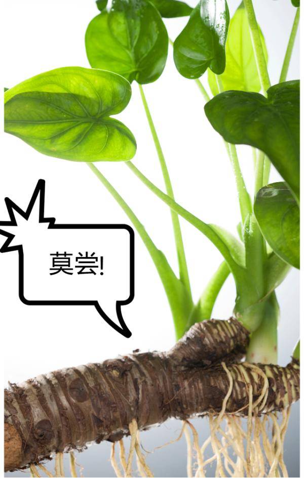 假芋头险要男子命咬一口便瞬间有窒息感很多人分不清