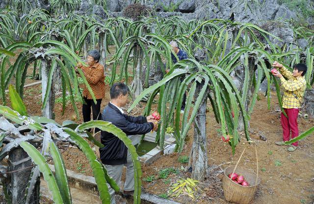 火龙果种植技术和技巧(盆栽火龙果种植技术和技巧)