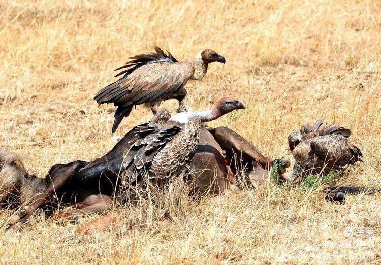 行摄70国 照叔带你看世界 (136期) | 肯尼亚秃鹫