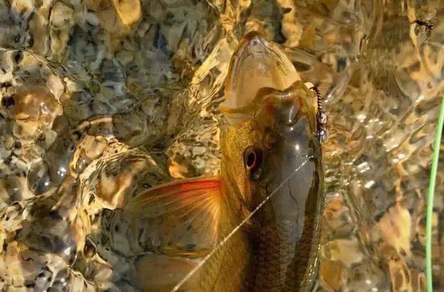 它是一种钓鱼的用具,更像是一件艺术品,国外叫飞绳我们叫毛钩