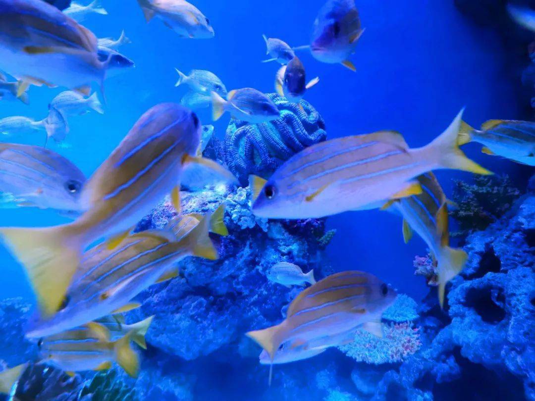 经常成群铺满海底隧道上方的鱼原来是四线笛鲷
