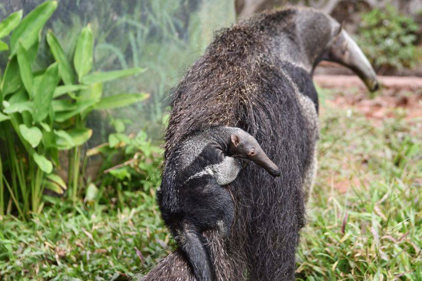 深圳野生動物園大食蟻獸家族喜添小萌獸