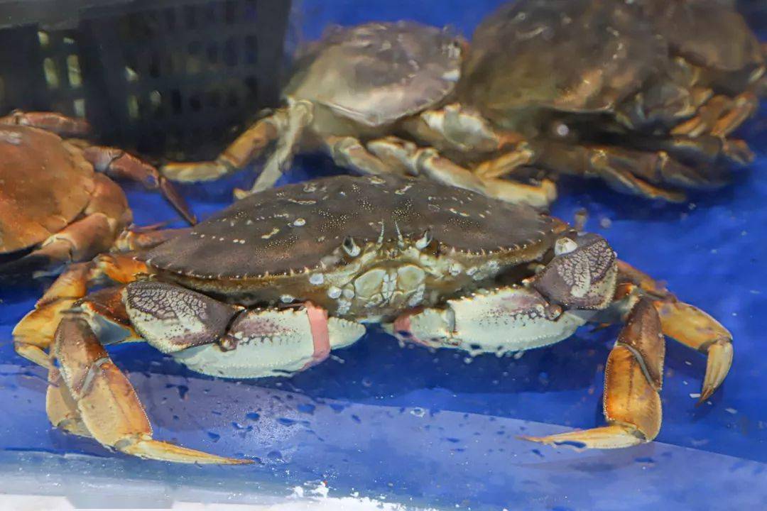 龙,多宝鱼, 鲟鱼,八爪鱼,红龙, 老虎斑,澳洲大龙虾,象拔蚌, 太子蟹