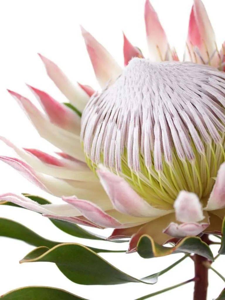 帝王花最富贵华丽的鲜花