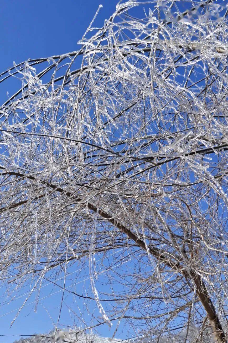 西院阳光常驻也思大雪飘落
