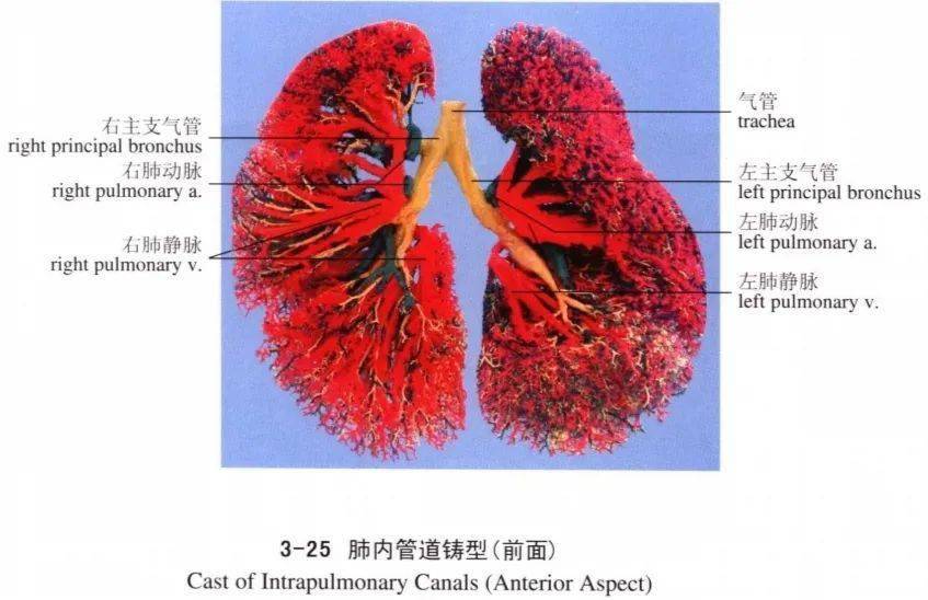 按解剖部位可分為支氣管,肺,心臟及全身性疾病咯血是什麼?