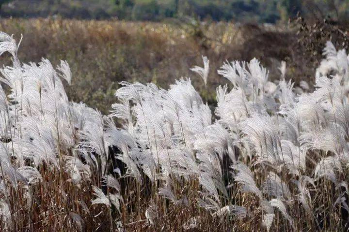 观侯鸟赏荻花南矶山自然保护区休闲一日游