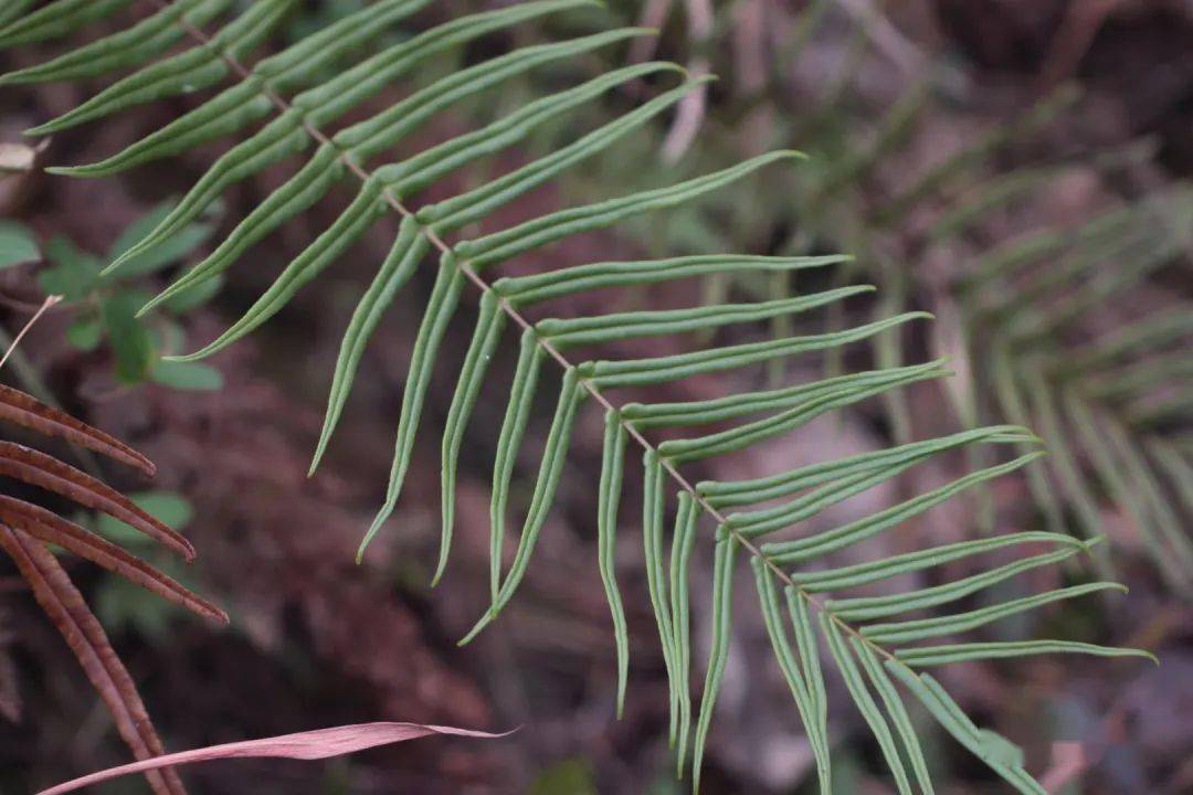 荒凉的小路上,我遇到了蜈蚣凤尾蕨