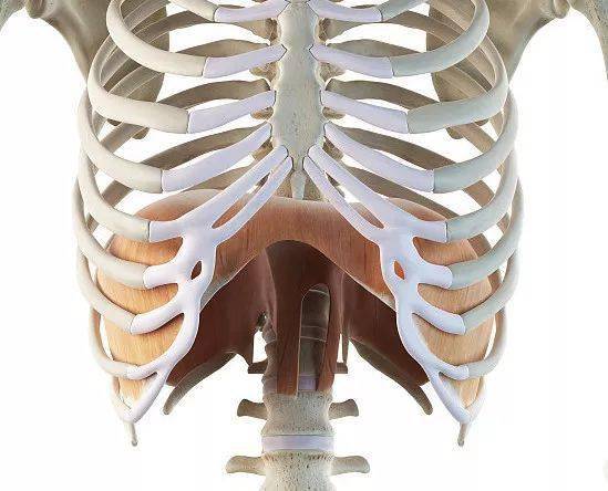 膈肌功能与触诊