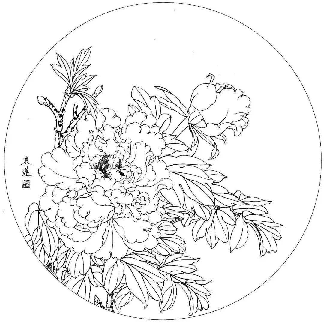 国画教程圆面白描高清50幅