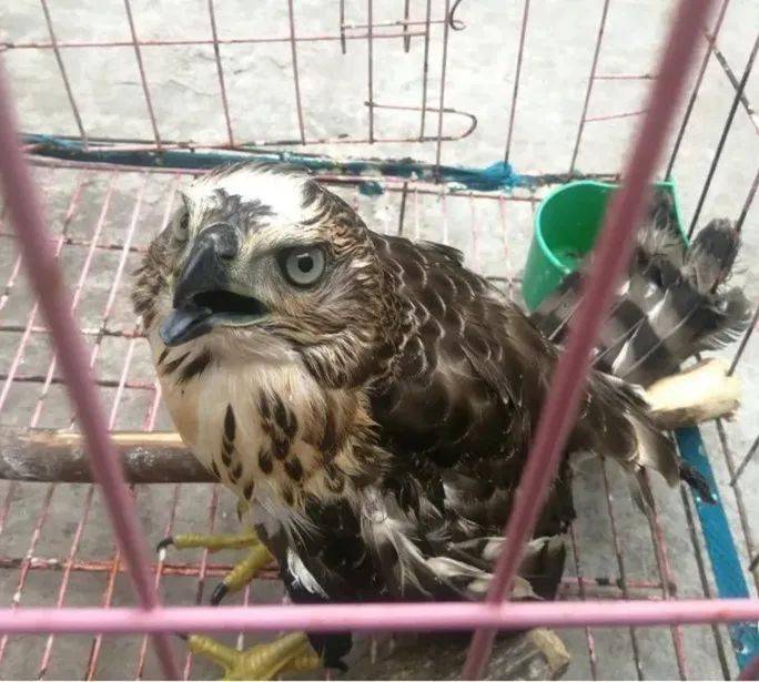 只疑似鹰类死体分别为1只凤头鹰和2只松雀鹰均属国家二级重点保护珍贵