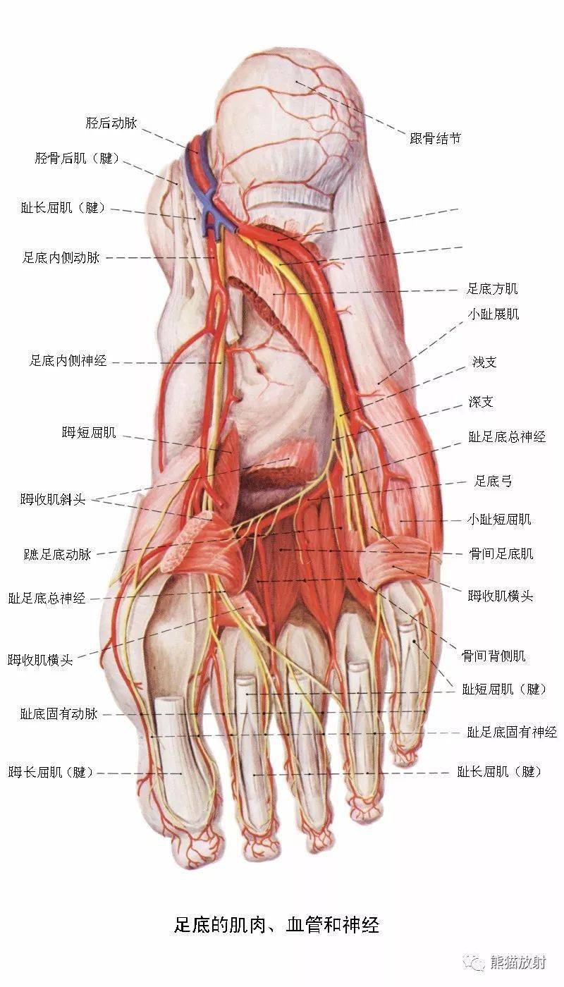 下肢浅静脉解剖图图片