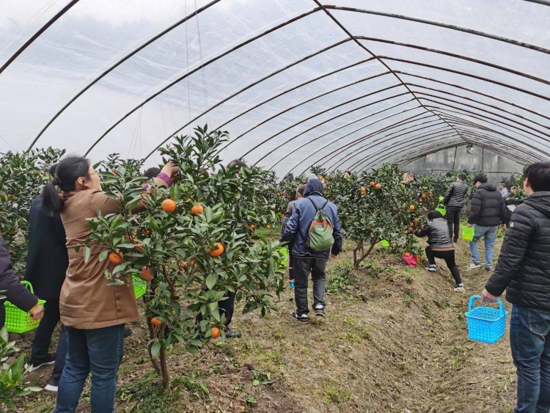 上海聯怡枇杷園的紅美人就是甜同時還有天草品系供選擇