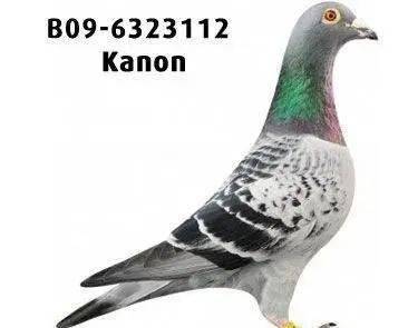 他有着欧洲鸽坛幼鸽少帅的美称来见识他的头号种鸽加农炮